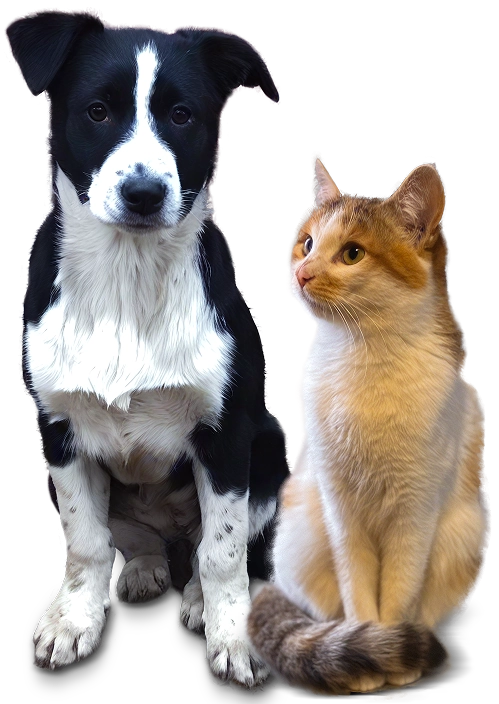Dog and Cat