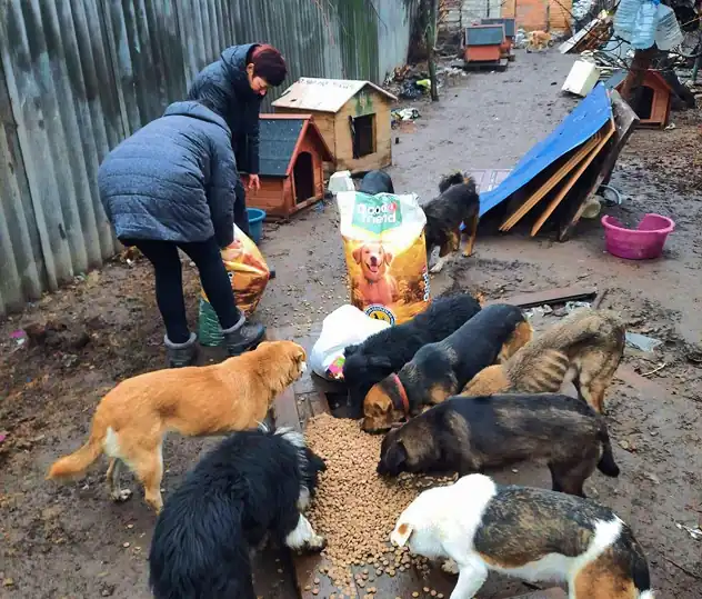 Homeless animals