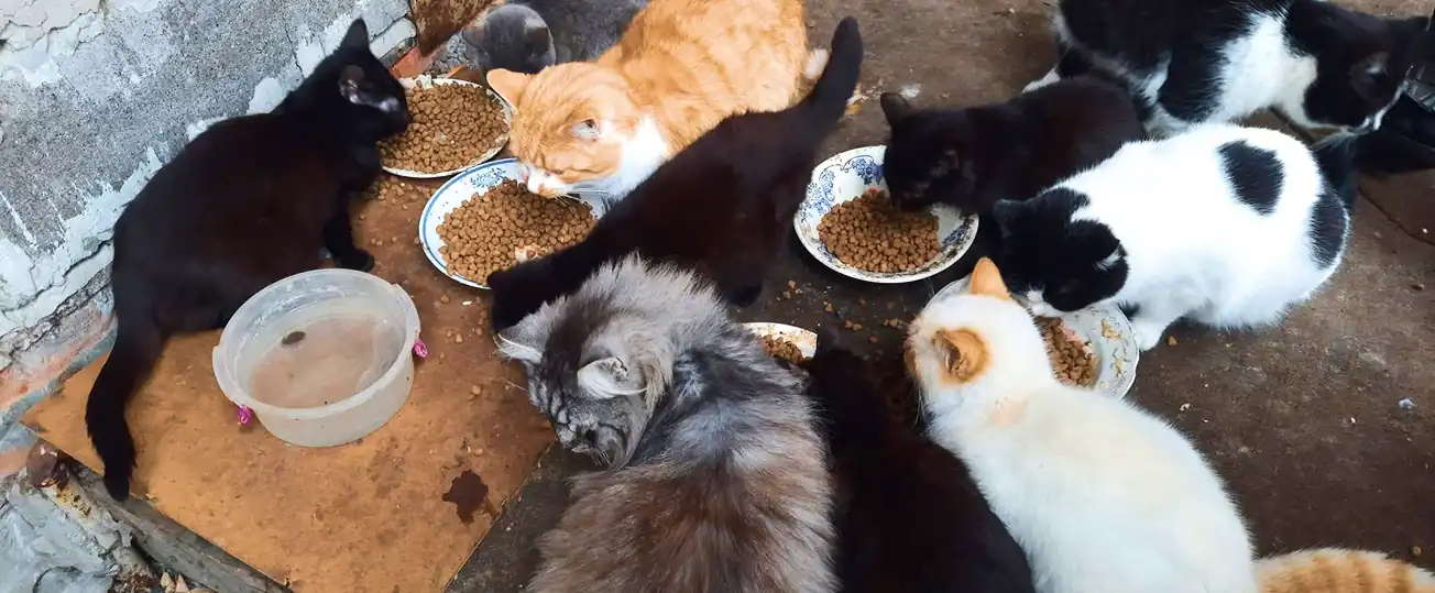 Homeless animals