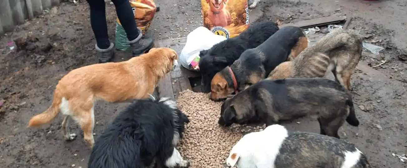 Homeless animals